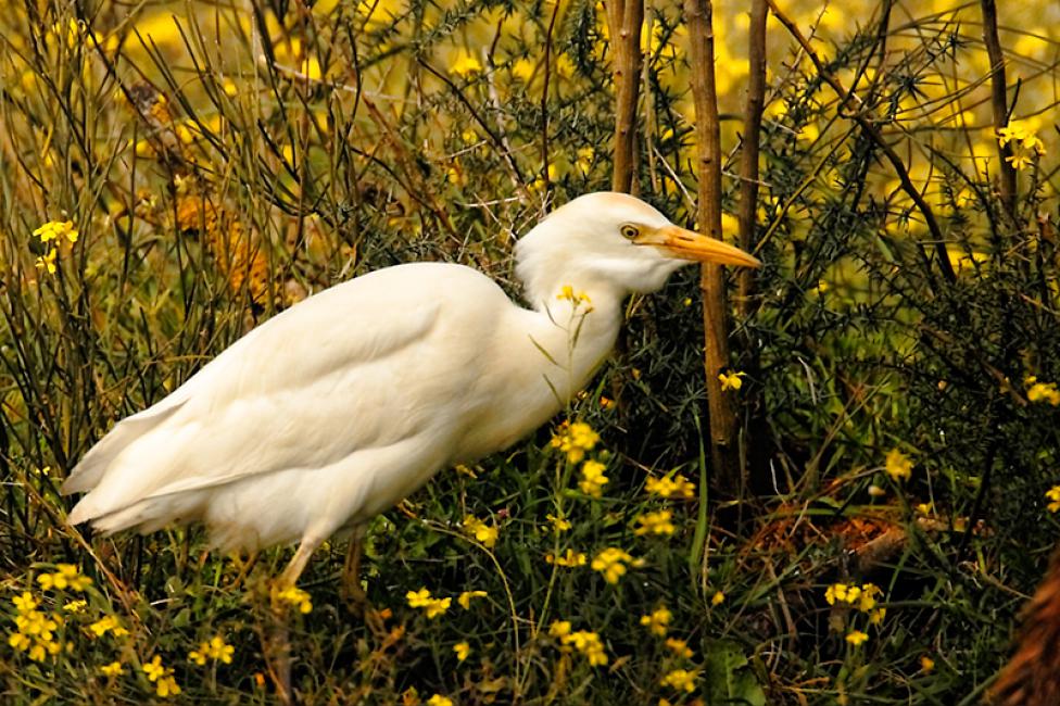 Imagen 8 de la galería de Aves